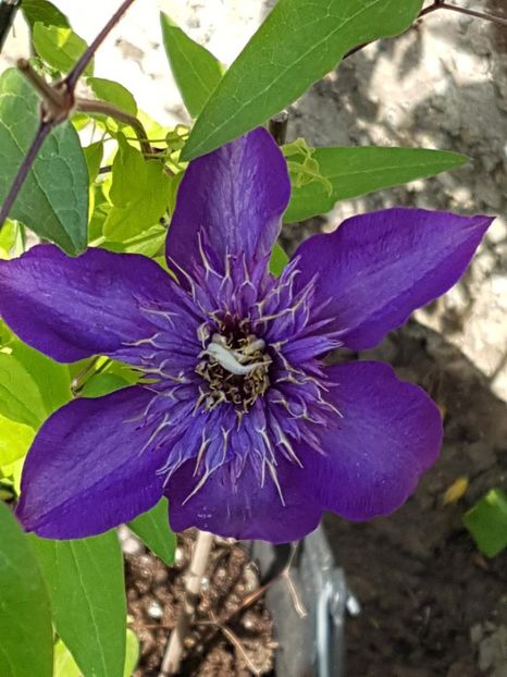 thumbnail (31) - CLEMATITE 2018