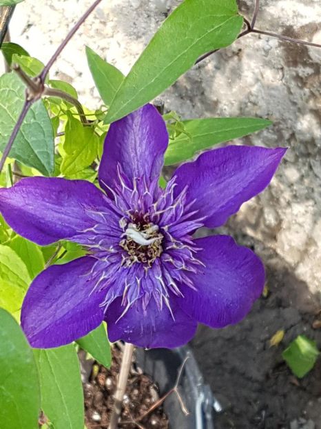 thumbnail (33) - CLEMATITE 2018