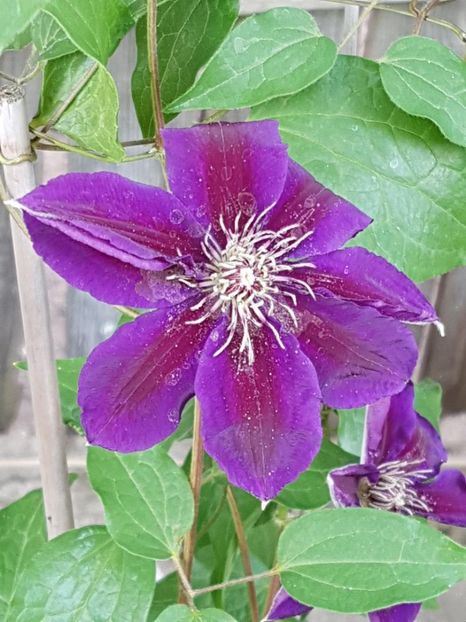 thumbnail (34) - CLEMATITE 2018