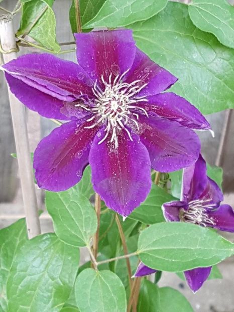 thumbnail (35) - CLEMATITE 2018