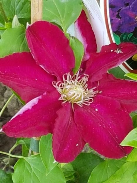 thumbnail (37) - CLEMATITE 2018
