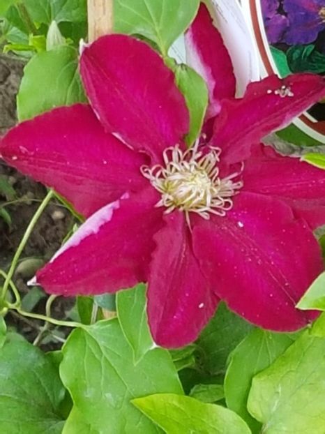 thumbnail (39) - CLEMATITE 2018
