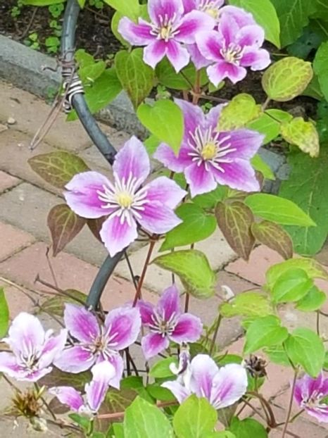 thumbnail (40) - CLEMATITE 2018