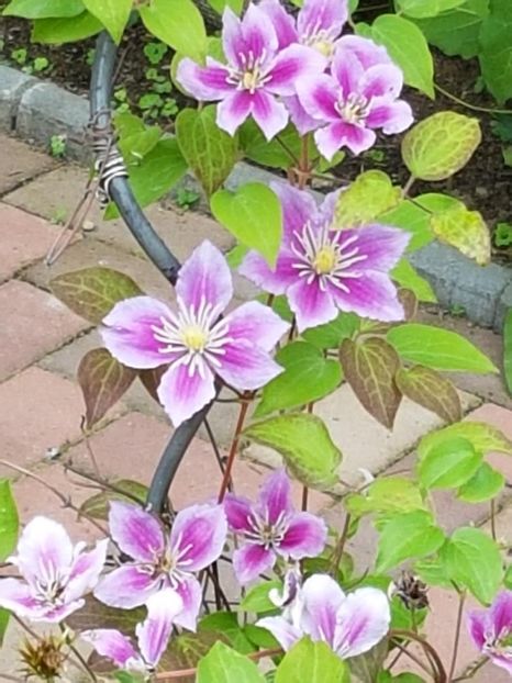 thumbnail (41) - CLEMATITE 2018