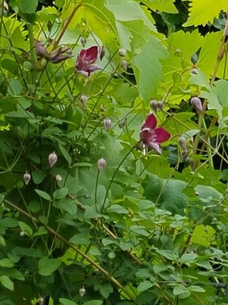 thumbnail (42) - CLEMATITE 2018