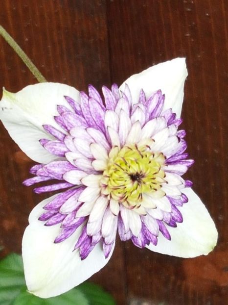 thumbnail (43) - CLEMATITE 2018