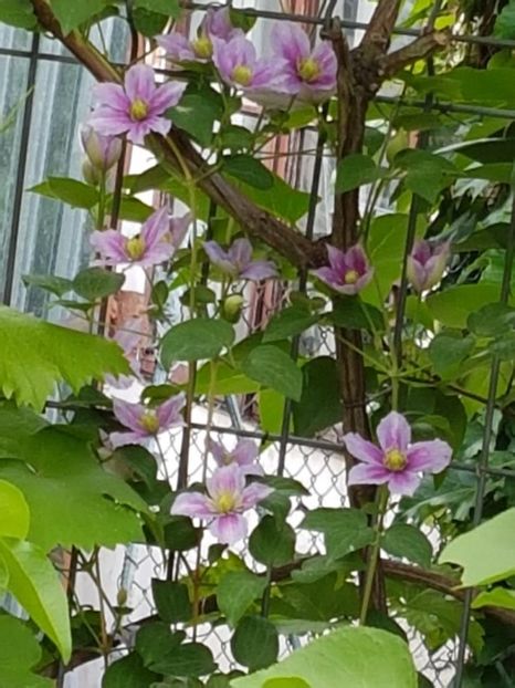 thumbnail (44) - CLEMATITE 2018