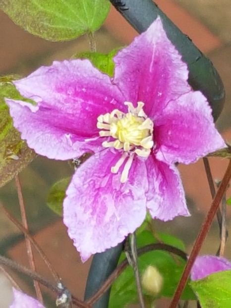 thumbnail (45) - CLEMATITE 2018