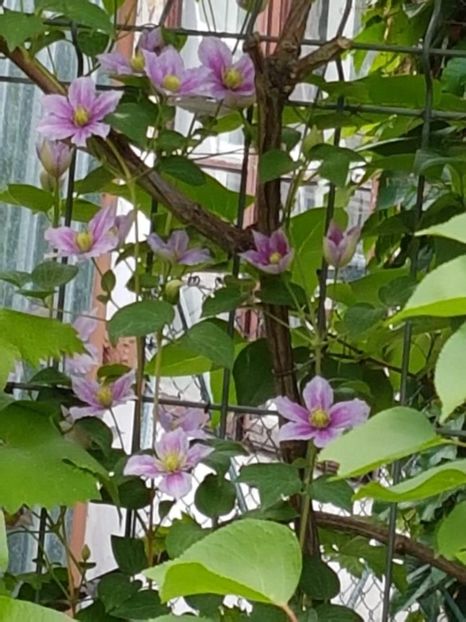 thumbnail (46) - CLEMATITE 2018