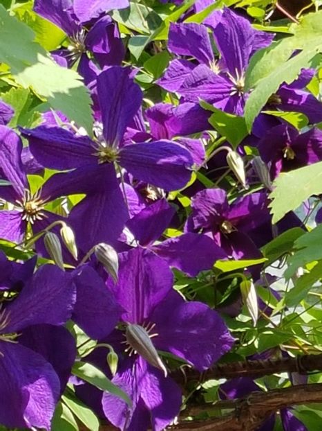 thumbnail (55) - CLEMATITE 2018