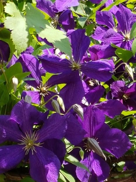 thumbnail (56) - CLEMATITE 2018