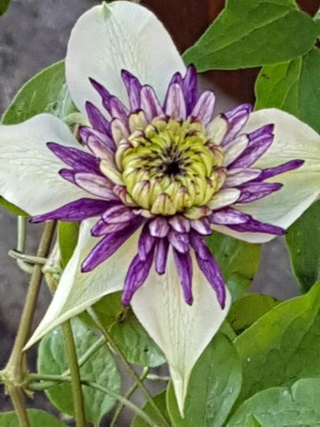 thumbnail (57) - CLEMATITE 2018