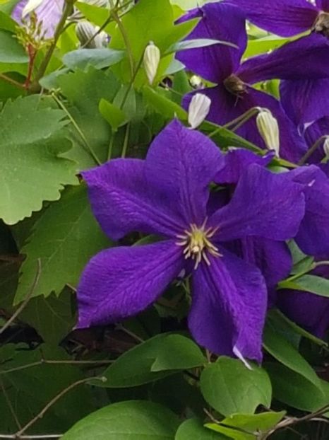 thumbnail (58) - CLEMATITE 2018