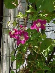 thumbnail (59) - CLEMATITE 2018