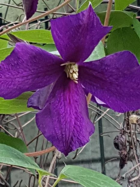 thumbnail (60) - CLEMATITE 2018