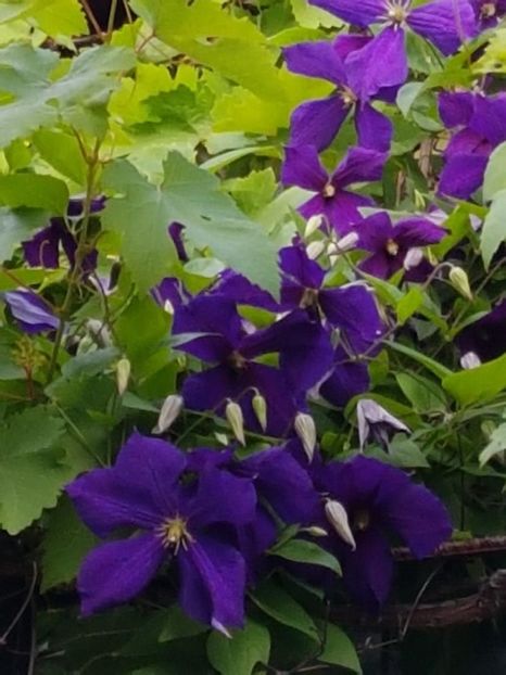 thumbnail (62) - CLEMATITE 2018