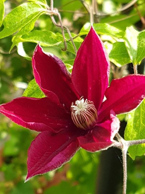 thumbnail (63) - CLEMATITE 2018
