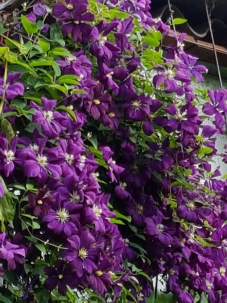 thumbnail (64) - CLEMATITE 2018