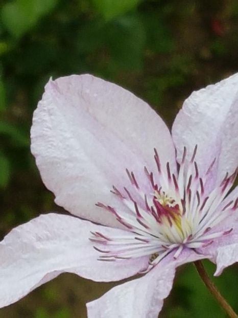 thumbnail (65) - CLEMATITE 2018