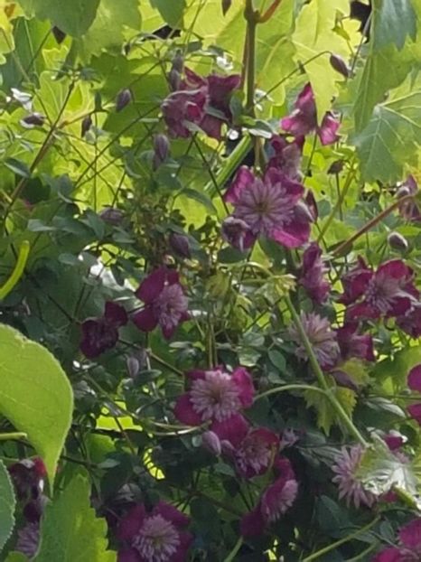 thumbnail (68) - CLEMATITE 2018