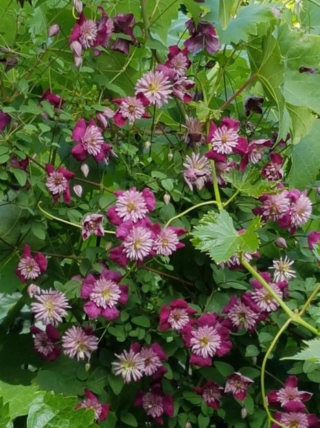 thumbnail (71) - CLEMATITE 2018