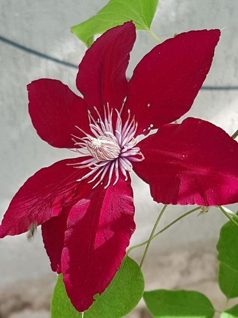 thumbnail (73) - CLEMATITE 2018