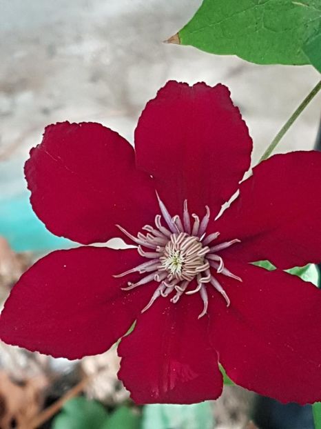 thumbnail (74) - CLEMATITE 2018