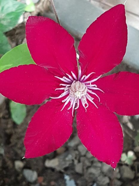 thumbnail (75) - CLEMATITE 2018