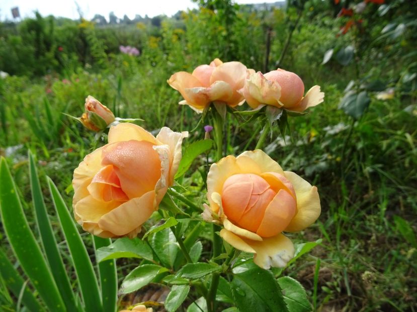  - Poulsen - Olympic Palace rose