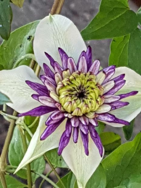 thumbnail (77) - CLEMATITE 2018