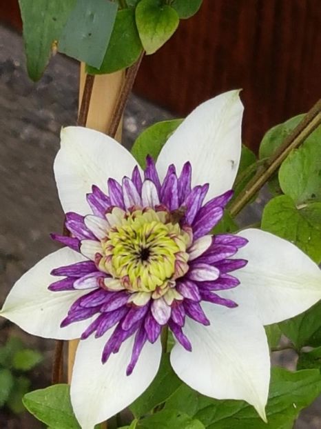 thumbnail (83) - CLEMATITE 2018
