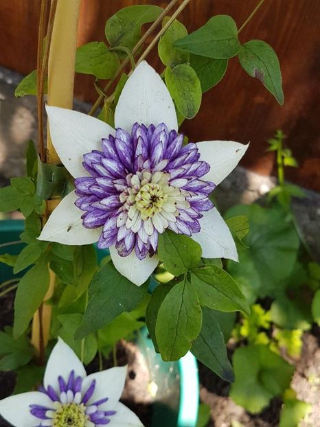 thumbnail (87) - CLEMATITE 2018