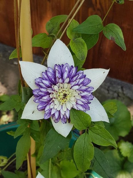thumbnail (89) - CLEMATITE 2018