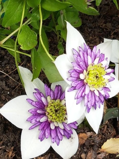 thumbnail (90) - CLEMATITE 2018
