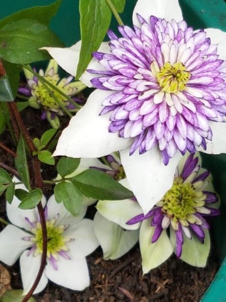 thumbnail (91) - CLEMATITE 2018