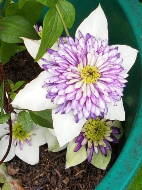 thumbnail (92) - CLEMATITE 2018