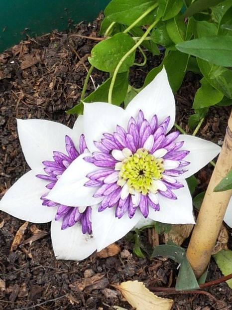 thumbnail (93) - CLEMATITE 2018