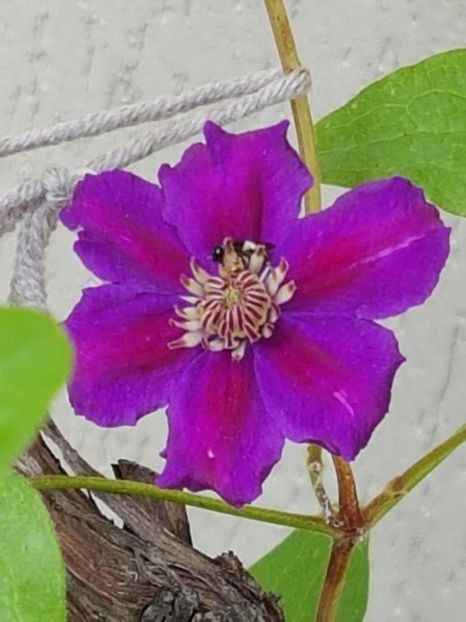 thumbnail (94) - CLEMATITE 2018