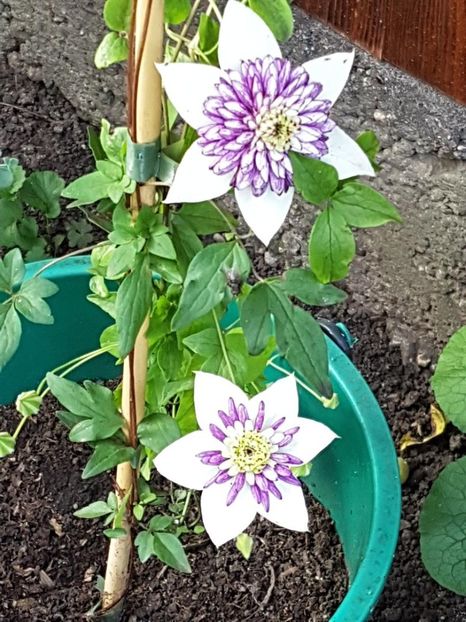 thumbnail (97) - CLEMATITE 2018