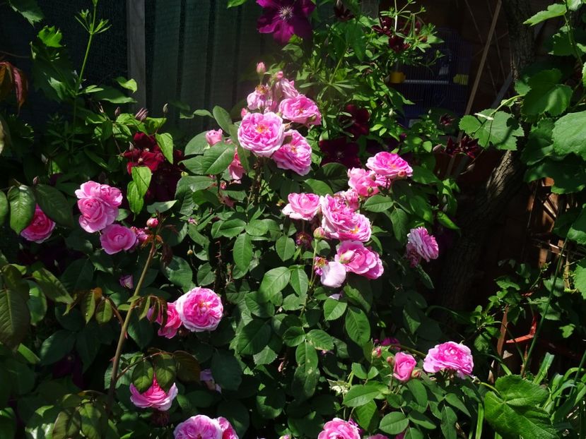 2014-10-01 01.17.41 - Dimov 19-catarator-English rose-Gertrude Jekyll
