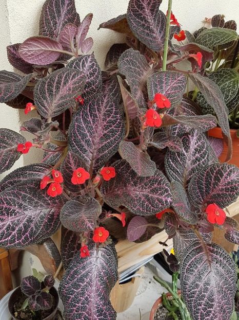 thumbnail (25) - EPISCIA 2018