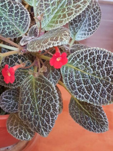 thumbnail (1) - EPISCIA 2018