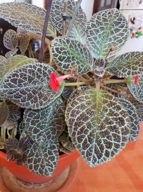 thumbnail (2) - EPISCIA 2018