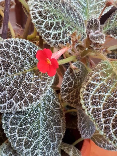 thumbnail (3) - EPISCIA 2018
