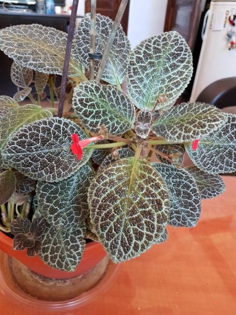 thumbnail (4) - EPISCIA 2018