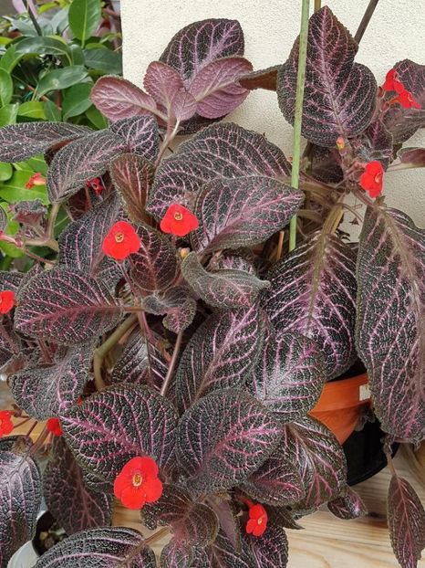 thumbnail - EPISCIA 2018