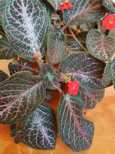 thumbnail (90) - EPISCIA 2018