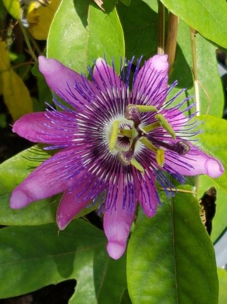 thumbnail (1) - Floarea Pasiunii - Pasiflora 2018