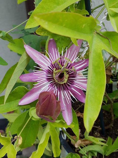thumbnail (2) - Floarea Pasiunii - Pasiflora 2018