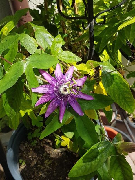 thumbnail (3) - Floarea Pasiunii - Pasiflora 2018